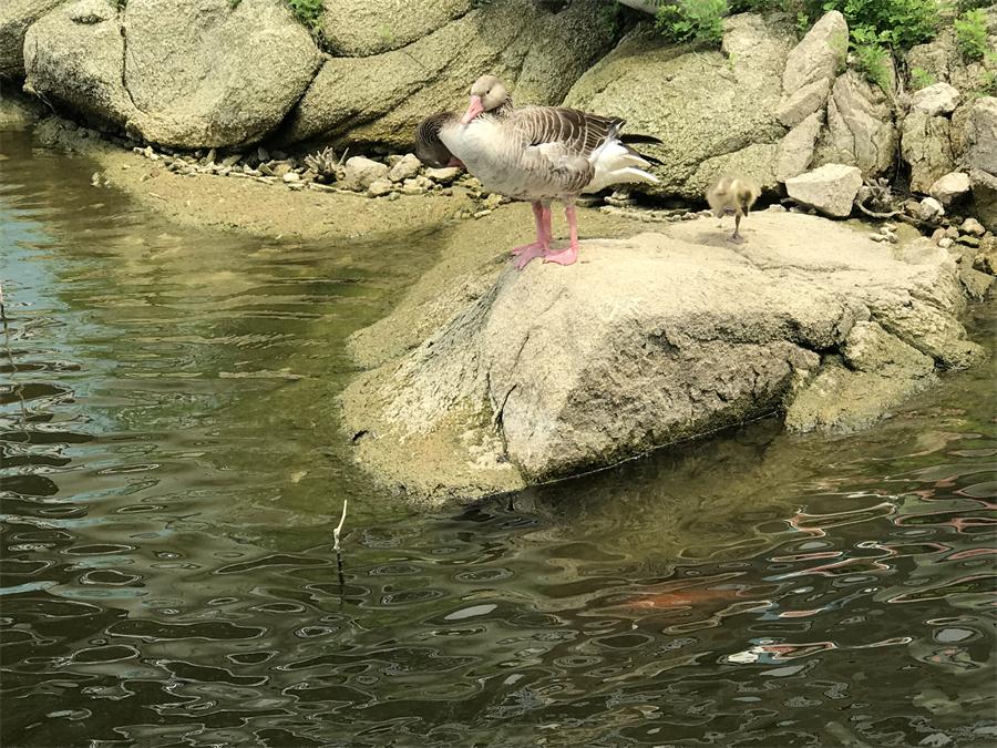 天鵝湖風(fēng)景區（泰山）速覽！(圖15)
